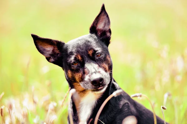 Rescue dog - cute black mongrel sitting on a grass, sunny mornin — Stock Photo, Image