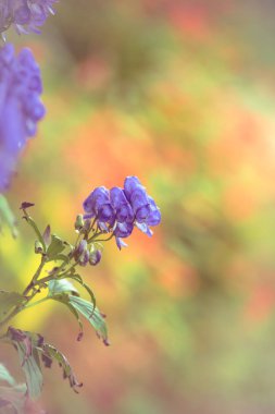 Pastel ve yumuşak çiçek arka plan - mavi, yeşil, sarı