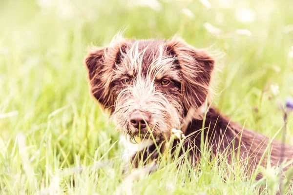 Sevimli kahverengi köpek - bir çim üzerinde oturan kurtarma köpeği — Stok fotoğraf