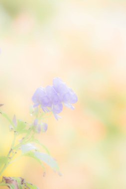 Pastel ve yumuşak çiçek arka plan - mavi, yeşil, sarı