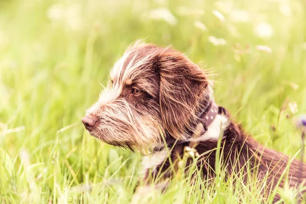 Sevimli kahverengi köpek - bir çim üzerinde oturan kurtarma köpeği — Stok fotoğraf