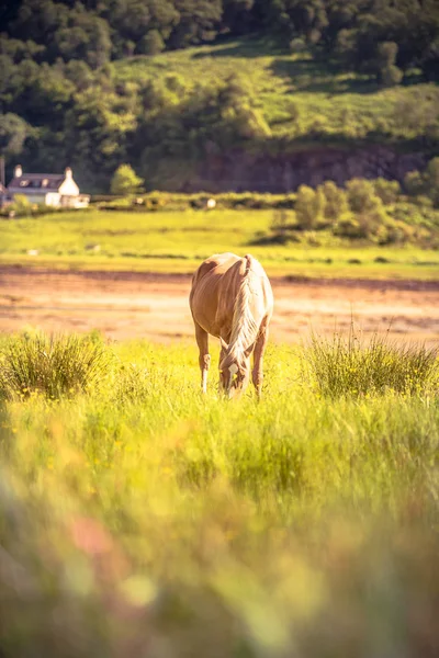 Лошадь - дикая коричневая лошадь, бегущая по зеленому лугу — стоковое фото