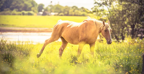 Horse - wild brown horse running on a green meadow