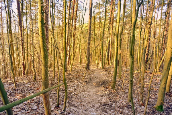 Path in the forest - autumn landscape — Stock Photo, Image