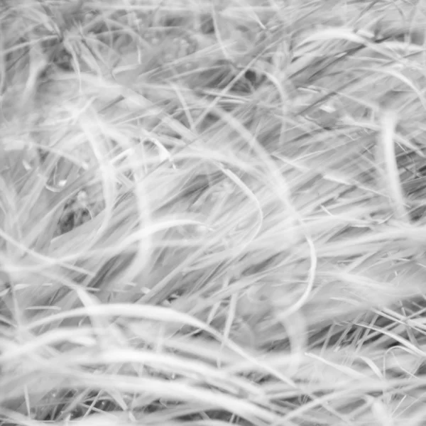 Niewyraźne tło-abstrakcyjna natura tło-miękka Ziemia łąkowa — Zdjęcie stockowe