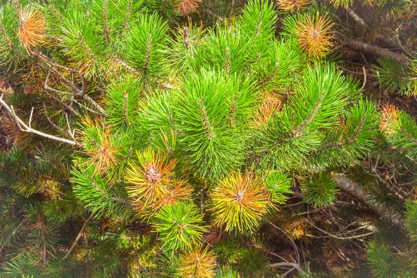 Vista de la parte superior del pino con hojas de pino, conos de pino verde y br — Foto de Stock
