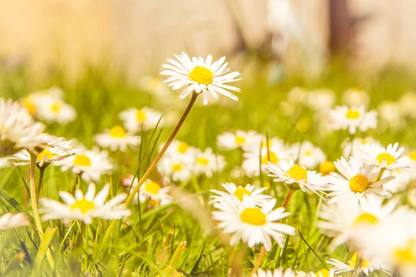 Campo salvaje romántico de margaritas con foco en una flor. Oxeye d —  Fotos de Stock