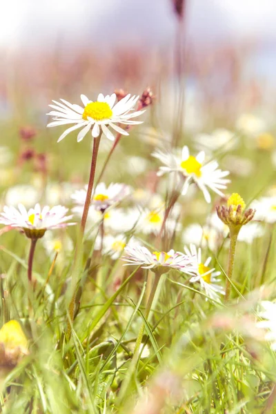 Campo salvaje romántico de margaritas con foco en una flor. Oxeye d —  Fotos de Stock