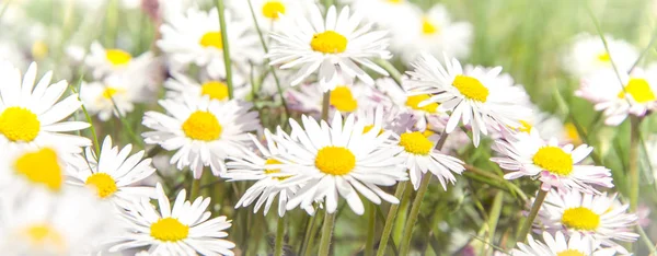 Campo selvagem romântico de margaridas com foco em uma flor. Oxeye d — Fotografia de Stock