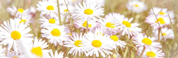 Campo salvaje romántico de margaritas con foco en una flor. Oxeye d —  Fotos de Stock
