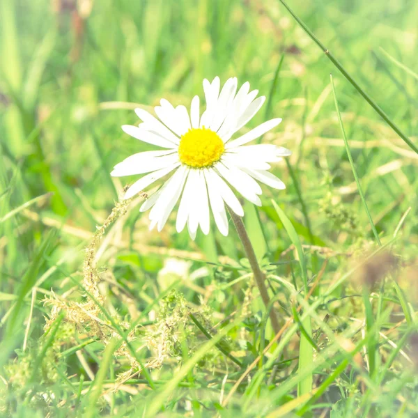 Campo selvagem romântico de margaridas com foco em uma flor. Oxeye d — Fotografia de Stock