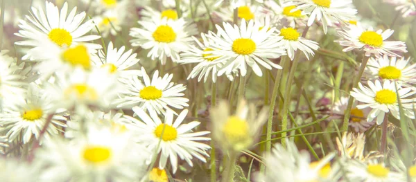 Campo salvaje romántico de margaritas con foco en una flor. Oxeye d —  Fotos de Stock