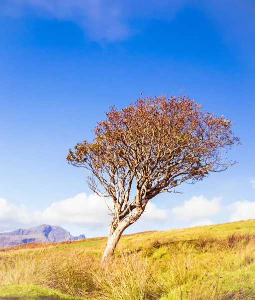 Døende gamle ensomme tre i ingenmannsland – stockfoto