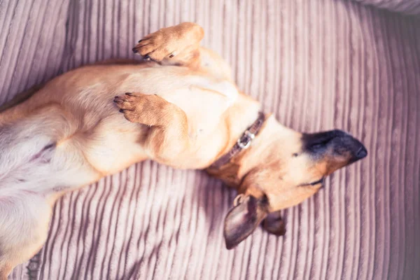 Niedlicher Hund schläft auf einem Sofa — Stockfoto