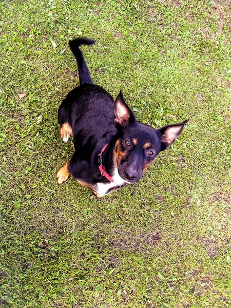 Portrait of Happy black cute dog puppy pet with foliage bokeh ba — Stock Photo, Image