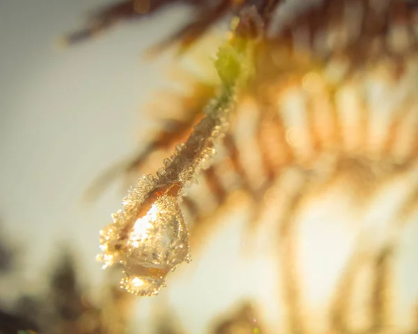 Рано утром роса и мороз на листьях, естественный холодный осенний солнечный день — стоковое фото