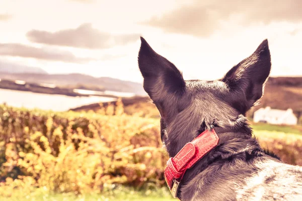 Bir alanda kırmızı yakalı siyah bir köpek portresi — Stok fotoğraf