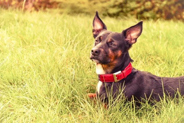 Portrait d'un chien noir avec un collier rouge dans un champ — Photo