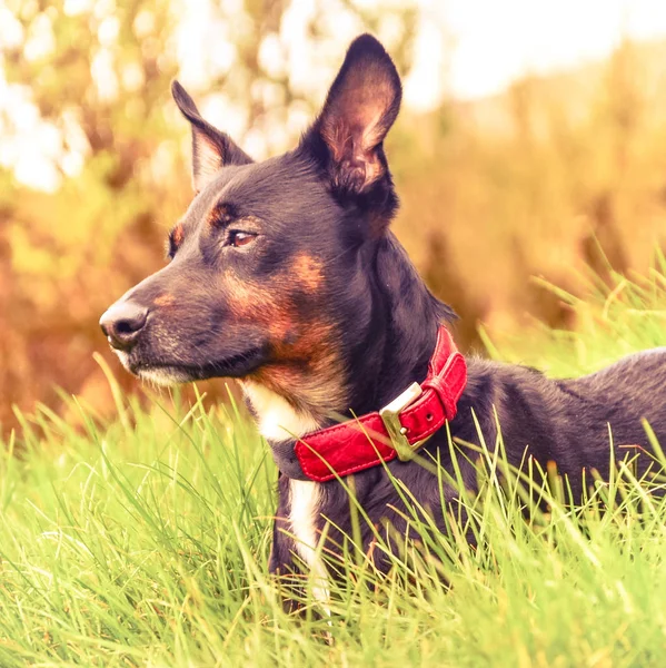 Portrait of a black dog with a red collar in a field — Stock Photo, Image
