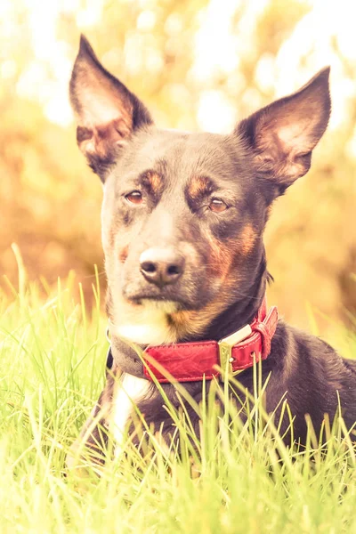 Bir alanda kırmızı yakalı siyah bir köpek portresi — Stok fotoğraf