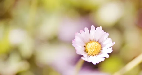 Margaridas - fundo bonito pastel floral com espaço de cópia — Fotografia de Stock