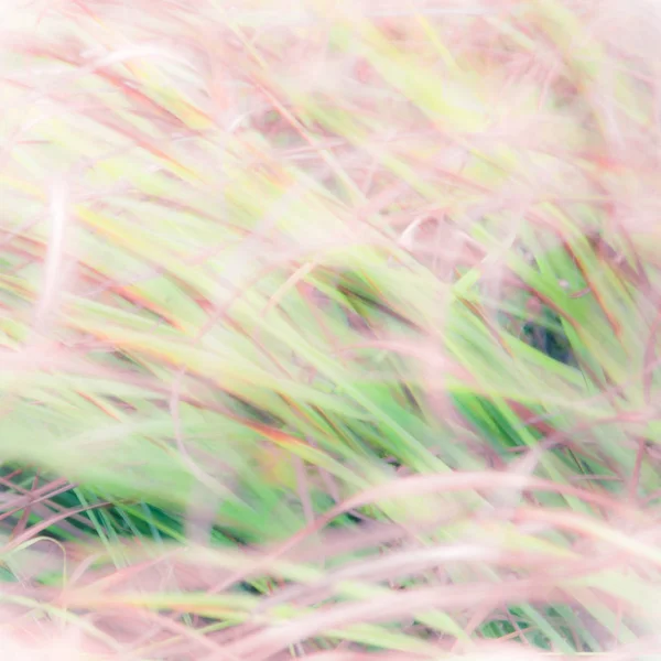Blurred meadow background | Website backdrop