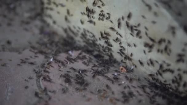 A flock of ants with wings attacks the house — Stock Video