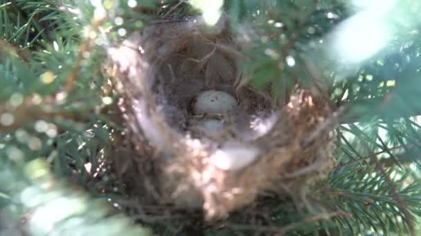 Bird nest in the branches of spruce — Stock Video