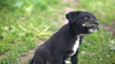 Mongrel köpek yavrusu, siyah boyama çim yiyor