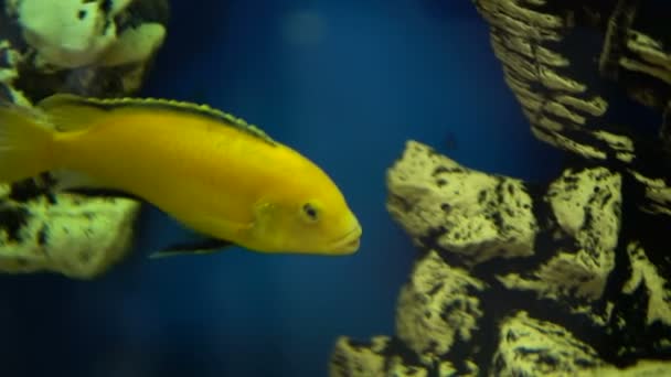 Kleine goudvissen zwemmen in het aquarium — Stockvideo