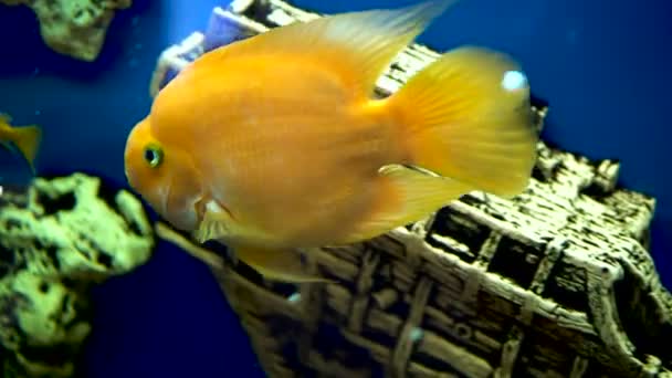 Большие золотые рыбки плавают в аквариуме — стоковое видео