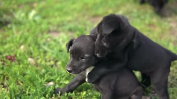 蒙雷尔小狗，黑色着色玩在草地上咬对方 — 图库视频影像
