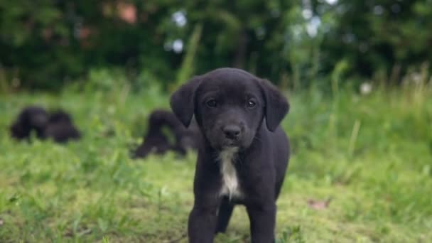 Дворняга щенок, черный цвет идти на траву медленно — стоковое видео