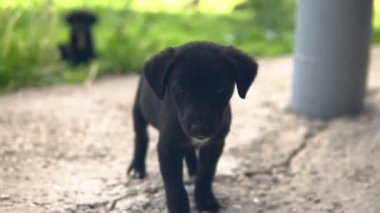 Mongrel köpek yavrusu, siyah boyama yavaş kameraya gider
