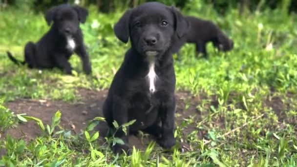Puppies go on camera and climb nose into the lens — Stock Video
