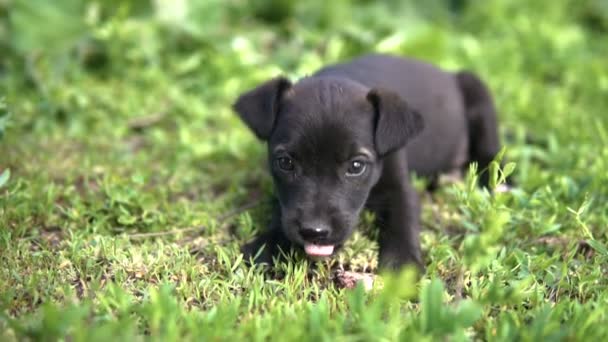 Mongrel kiskutya, fekete színező is essek feküdt a fűben lassú — Stock videók
