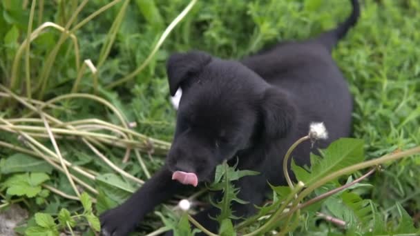 Mongrel puppy, zwarte kleur is flipping liggend op het gras langzaam — Stockvideo