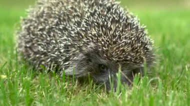 Kirpi korkmuş çimenler üzerinde oturur