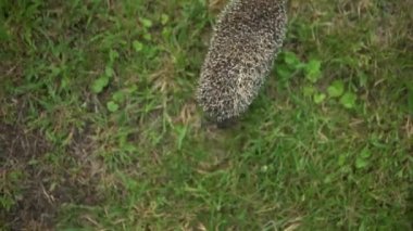 Gerçekten vahşi kirpi yukarıdan çimlerin üzerinde yürüyor.