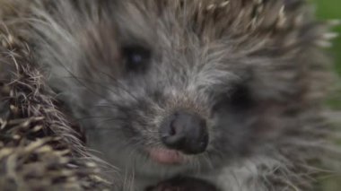 Vahşi bir kirpinin ağızlık sesi yakın plandır. Doğada kirpi