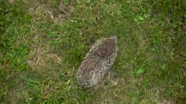 Gerçekten vahşi kirpi yukarıdan çimlerin üzerinde yürüyor.