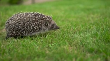 Gerçek yaban kirpi çimenlerin üzerinde yürüyor. Yavaş yavaş