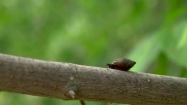 Bir salyangoz ağaç dalında süzülür. Sırtında deniz kabuğu olan bir salyangoz. 4k