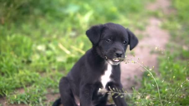 Filhote de cachorro rafeiro, coloração preta come grama devagar — Vídeo de Stock