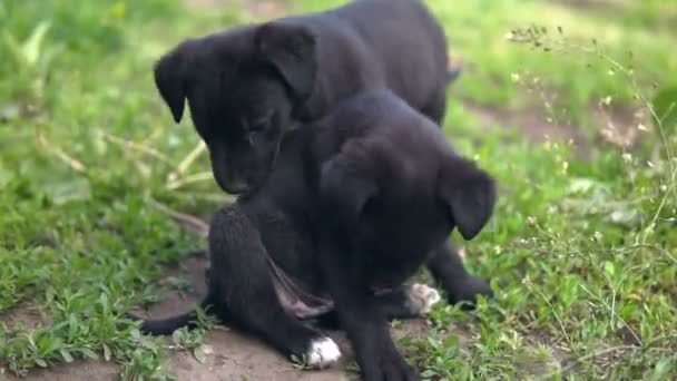 Дворняга щенок, черный цвет перелистывает сидя на траве — стоковое видео