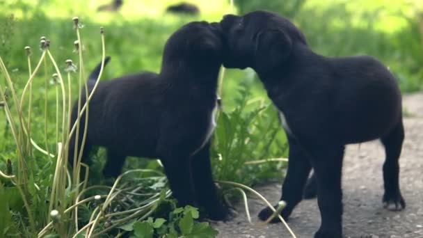 Mongrel puppies, black coloring play on the grass bite each other slow — Stock Video