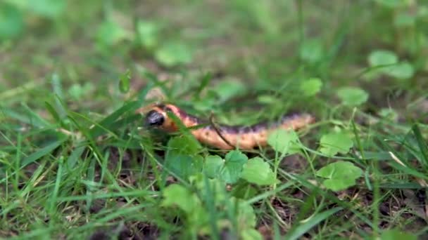 Uma grande lagarta rasteja na grama — Vídeo de Stock