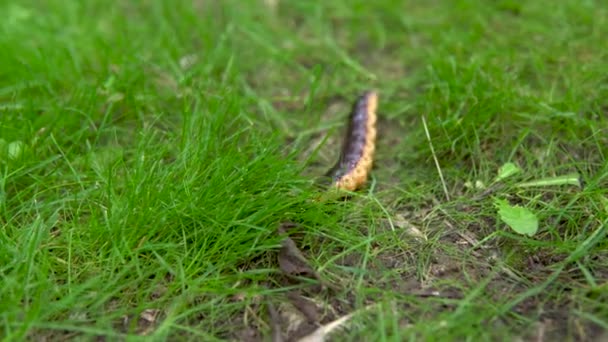 Een grote rups kruipt op het gras — Stockvideo