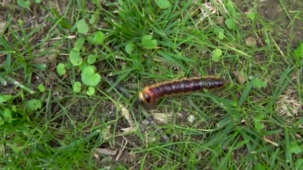 Uma grande lagarta rasteja na grama — Vídeo de Stock
