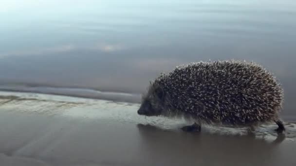 Dziki jeż spaceruje po plaży wzdłuż rzeki. — Wideo stockowe